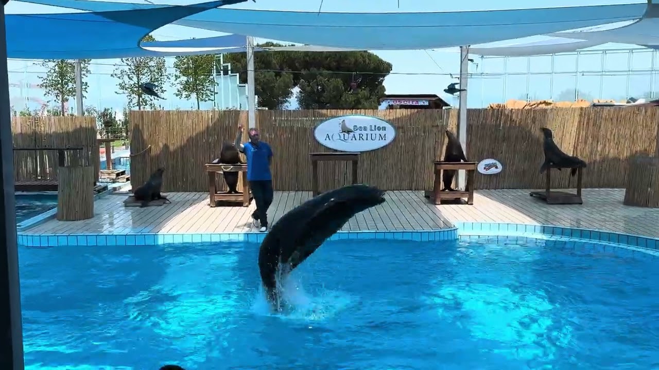 Spettacolo Leone Marino Aquarium Zoo Safari