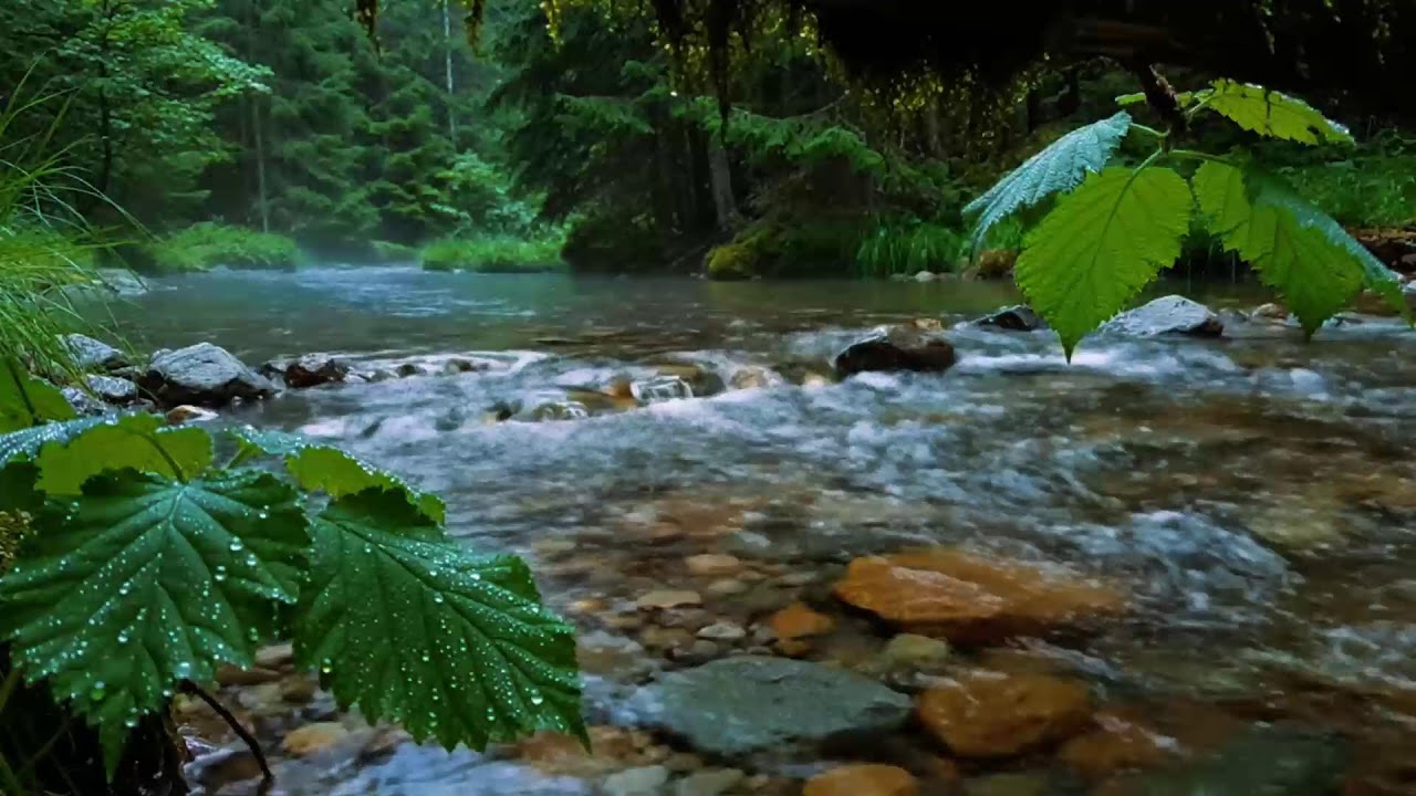 Calming Forest Ambience, Birds Singing Beautiful Stream Sounds for Deep Sleep, Study Focus, Medicine