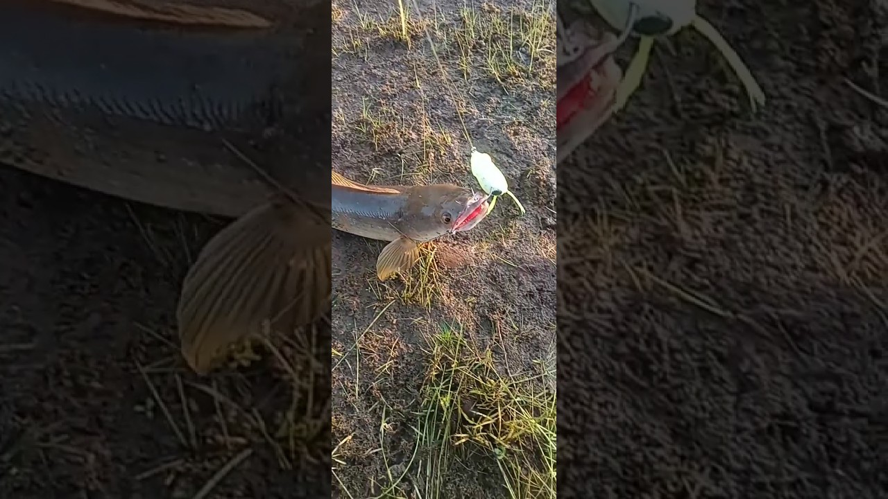 amazing snake head fish / frog fishing/tecnical fishing #fish #fishing #shorts #short #uniquefishing