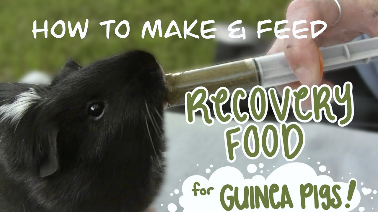 How to make & feed recovery food for Guinea Pigs! | Sherwood brand & Oxbow Critical Care