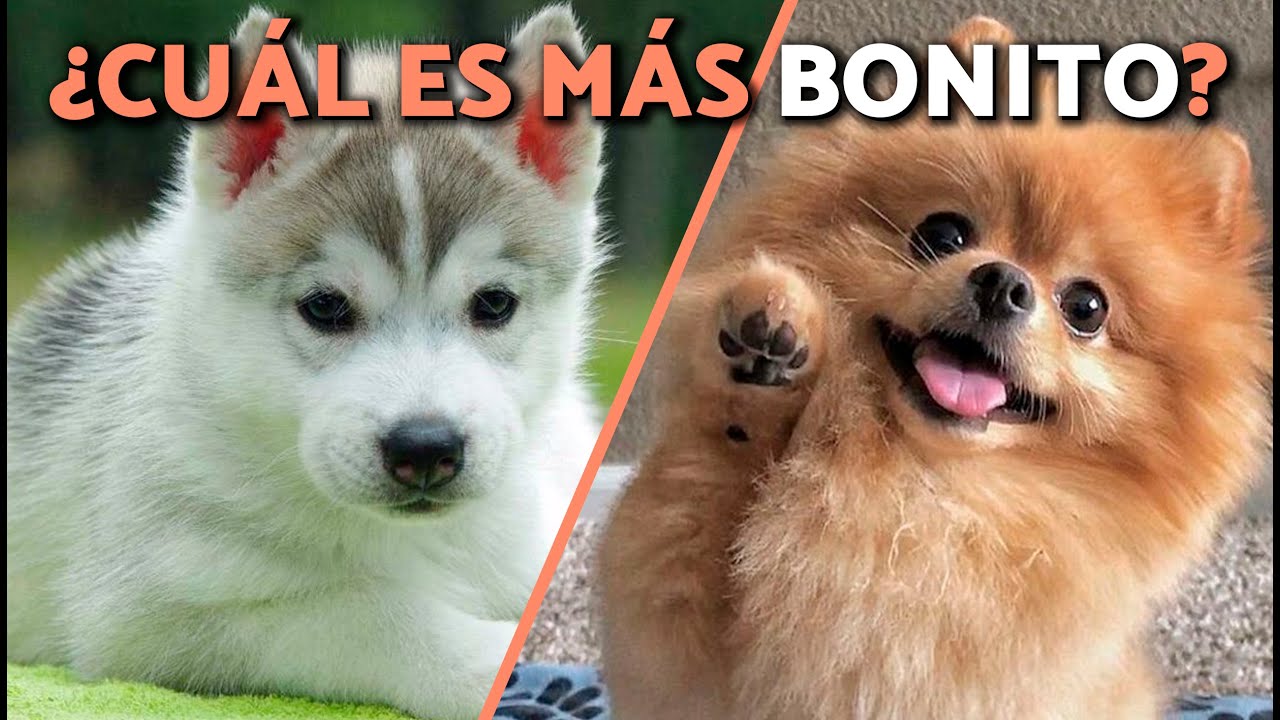Los 10 PERROS m&aacute;s BONITOS del mundo 🐶✨ &iexcl;Te derretir&aacute;n el coraz&oacute;n!