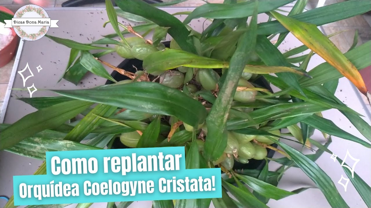 Dicas Dona Maria - Como replantar - Orquídea Coelogyne Cristata!