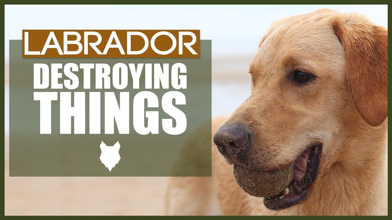 How To Stop Your LABRADOR DESTROYING Things