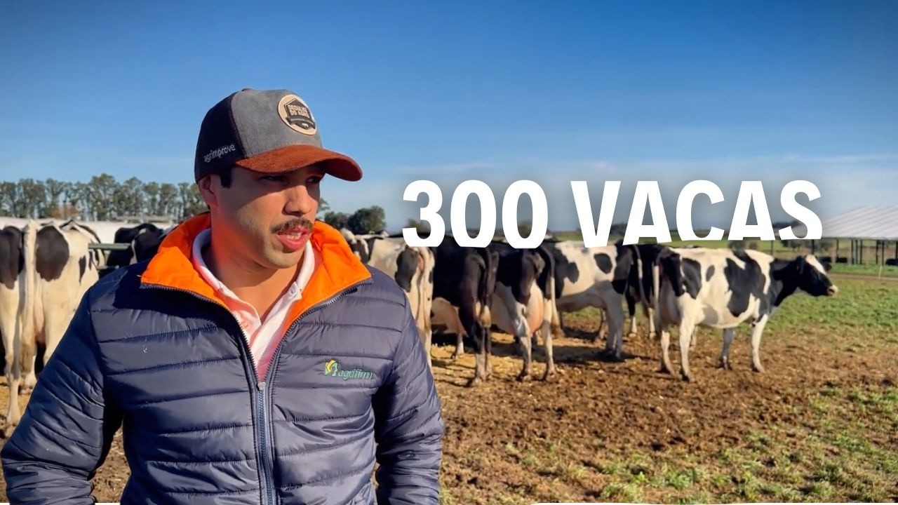 META DE 12.000 LITROS DE LECHE POR DÍA CON 220 VACAS Y 60 VAQUILLONAS EN URUGUAY 🇺🇾