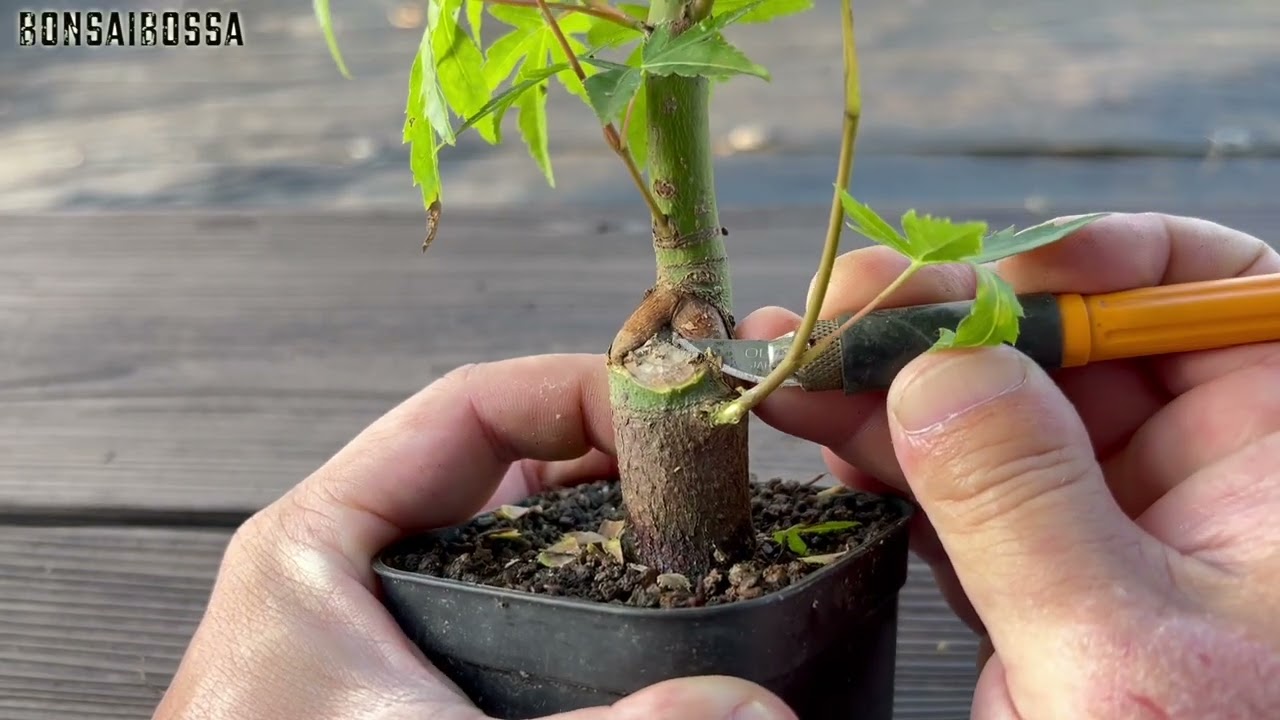【YMJ】肉巻き不足 #盆栽 #bonsai