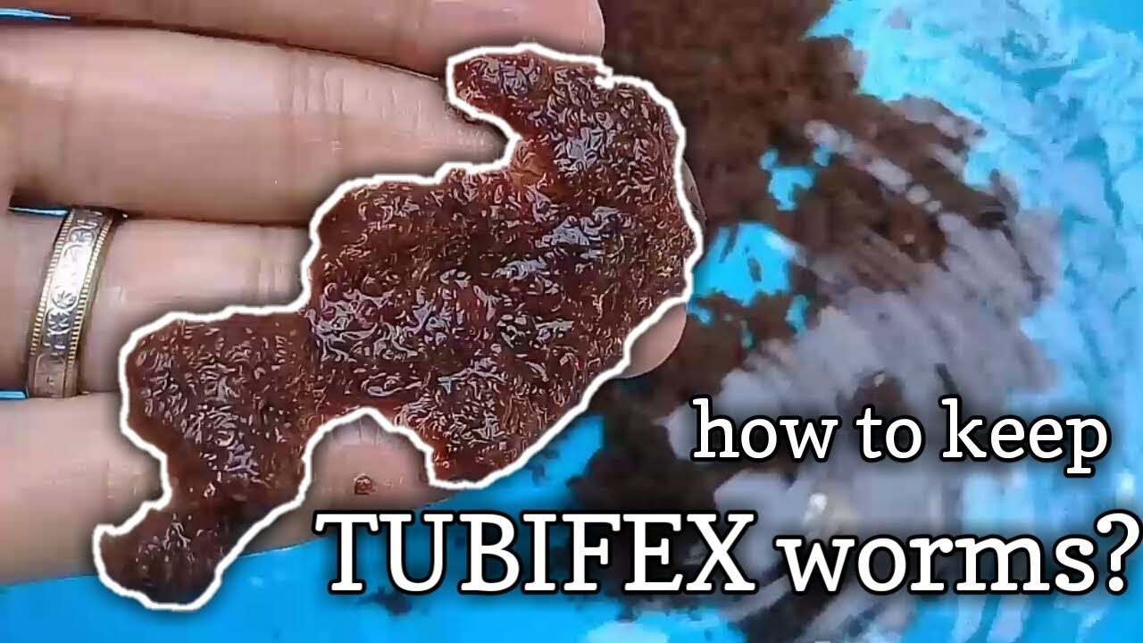 how to maintain TUBIFEX WORMS | live food for tropical fish (tagalog w/ eng sub) - hendrix backyard