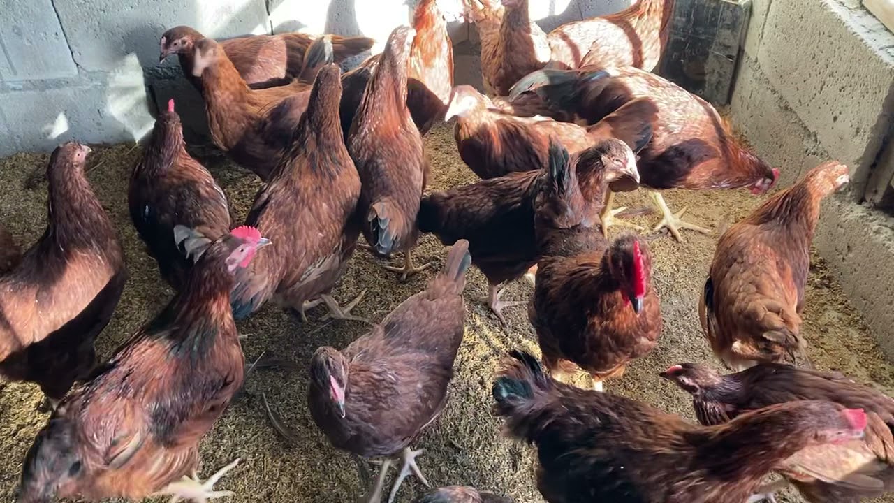 Rhode Island Red Chicken at 2.5 mos.