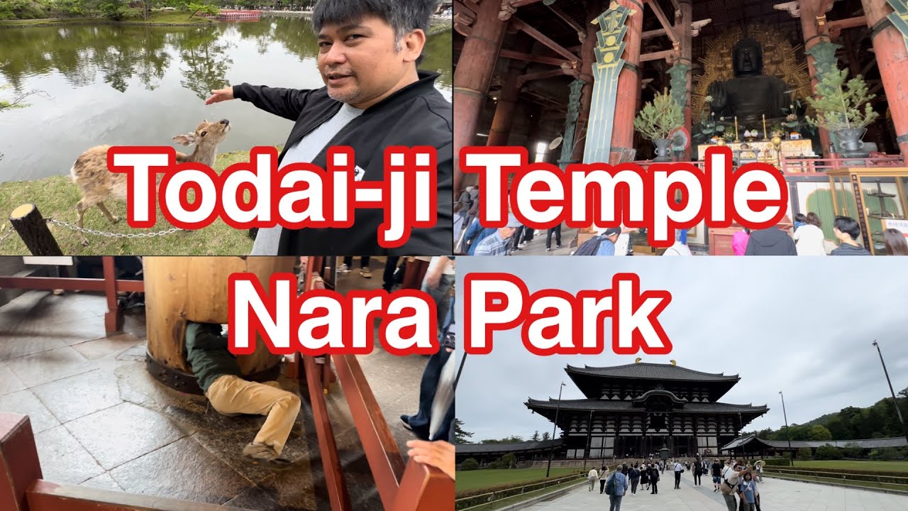 Todai-ji Temple Nara Park | What to do in Osaka