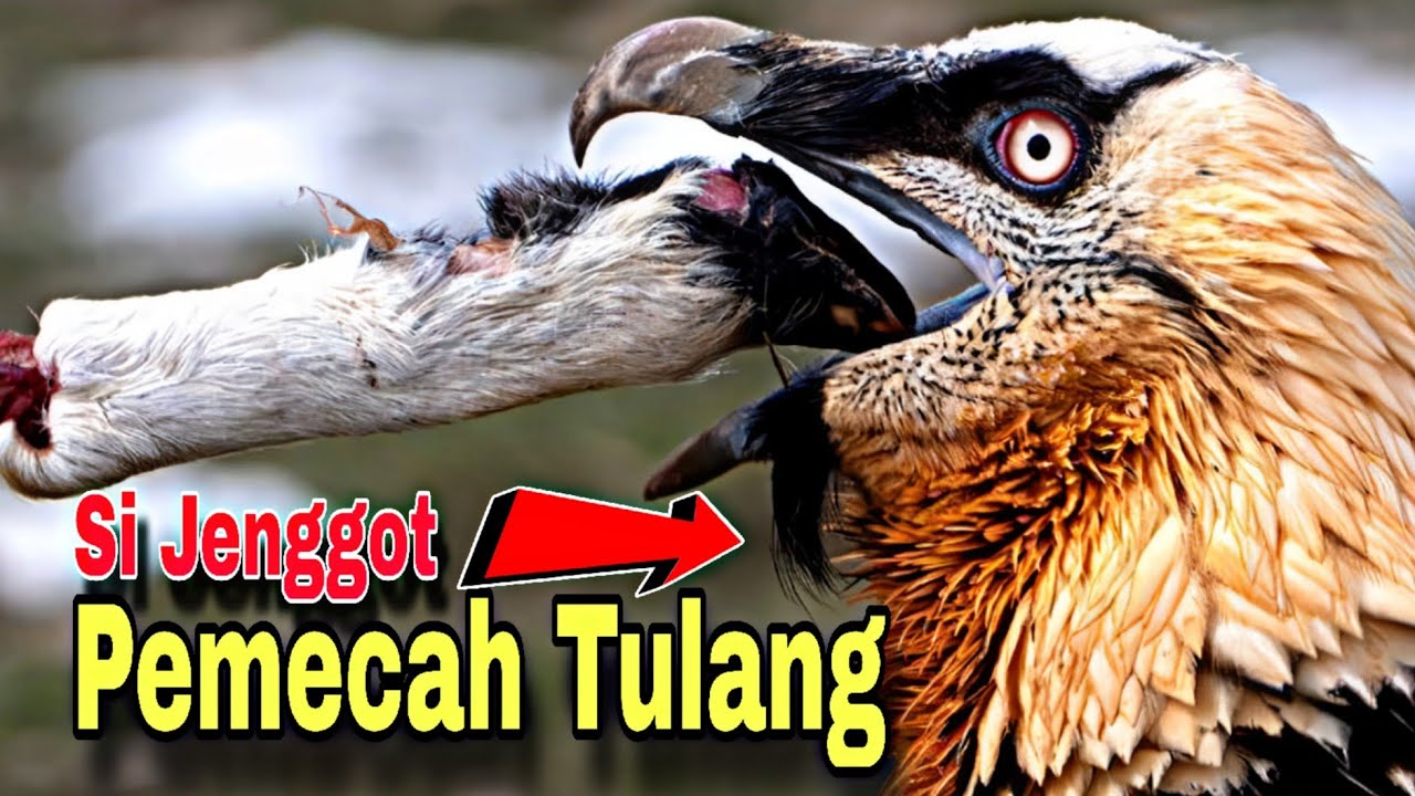 Nasar Berjengot Lebih Tertarik Tulang dari pada Daging - Gypaetus Barbatus (Bearded Vulture Fact)