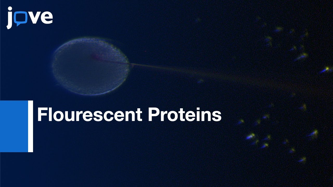 Flourescent Proteins Expression by mRNA Injection | Protocol Preview