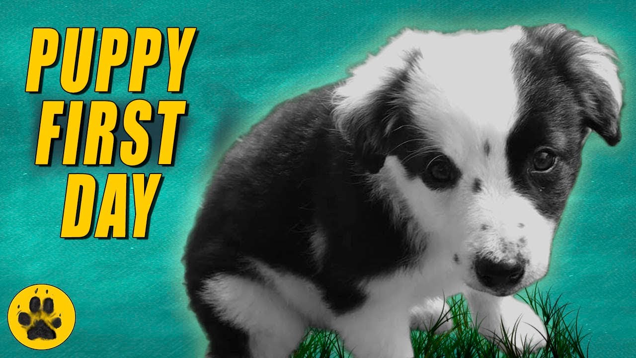 Bringing Border Collie Puppy Home