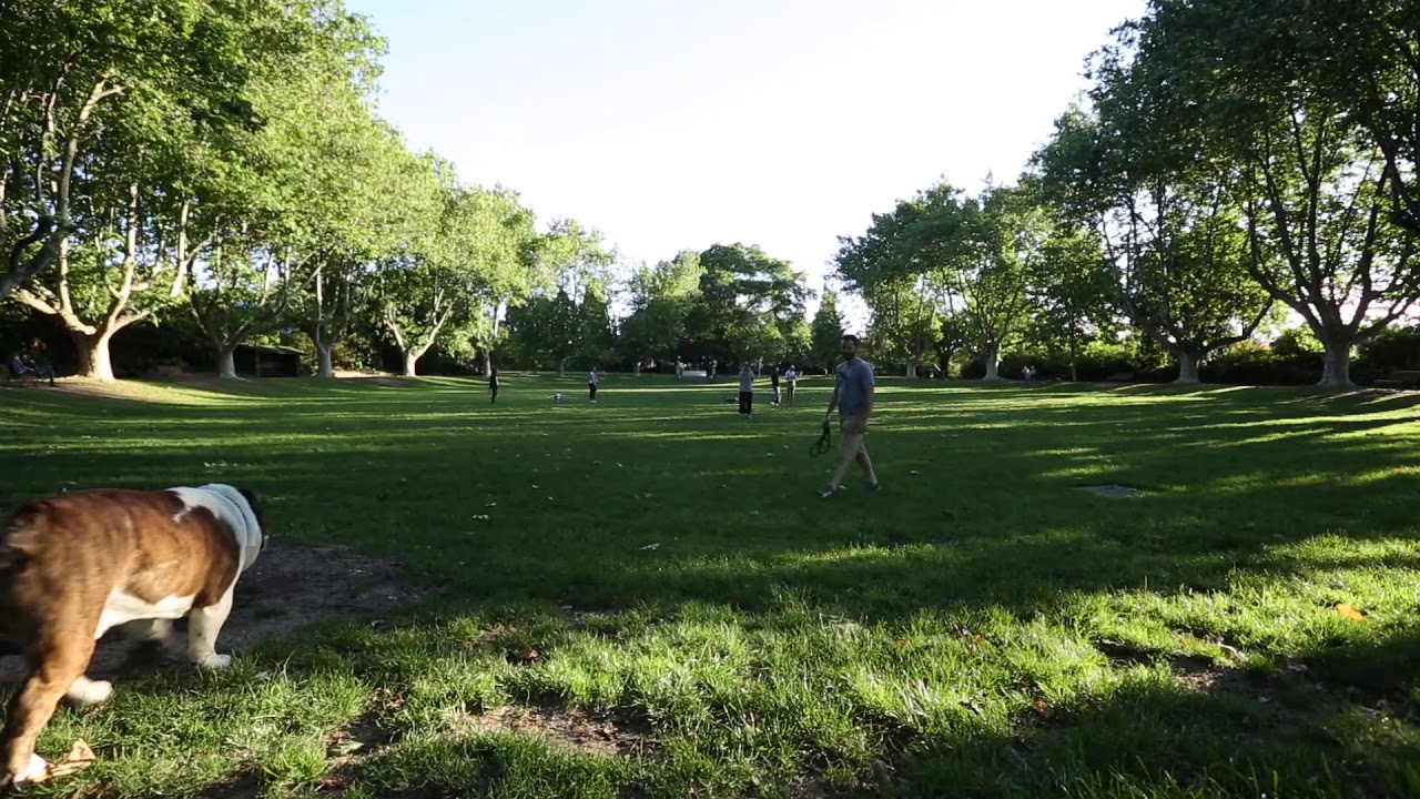 1 hour in a dog park Australia, Relaxing ASMR