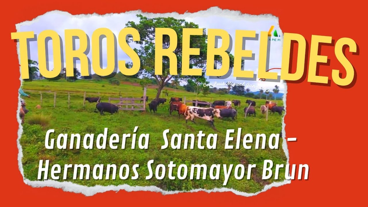 Toros Rebeldes| Encierro de Santa Elena para Corozal 2022, Hermanos Sotomayor Brun.