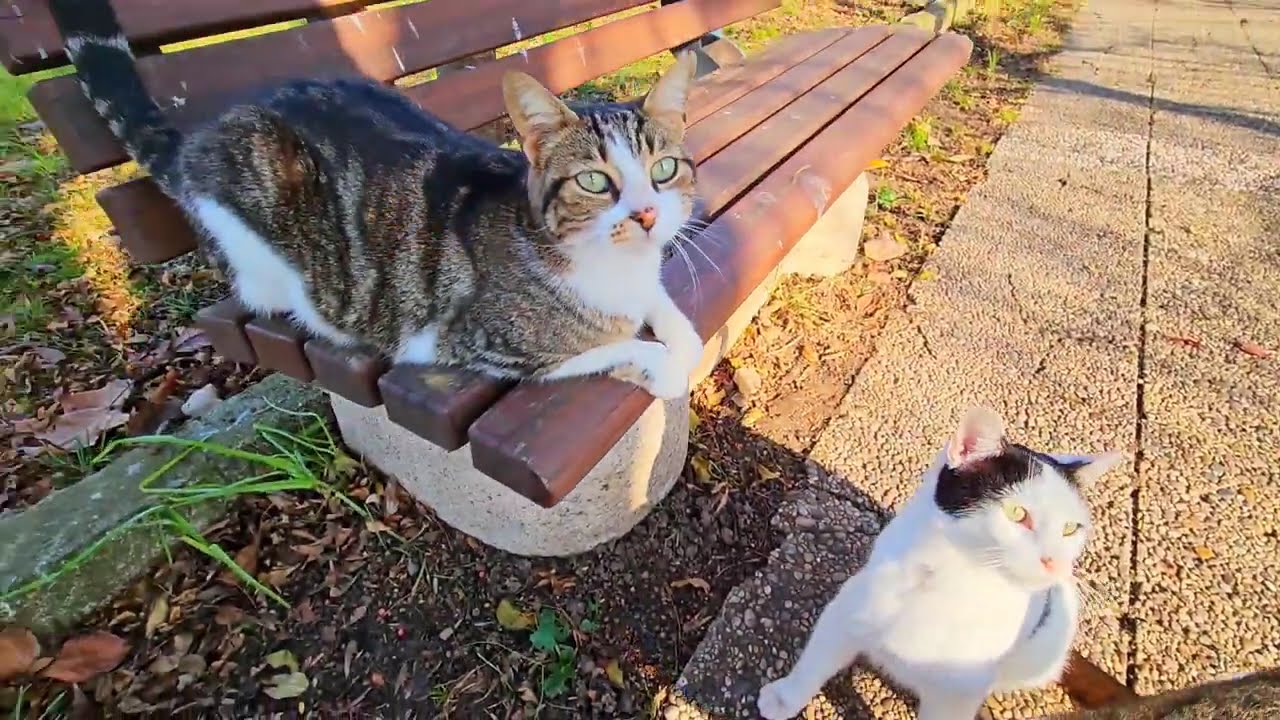 Happiness when spend the morning with the cats feeding and caring 🥰