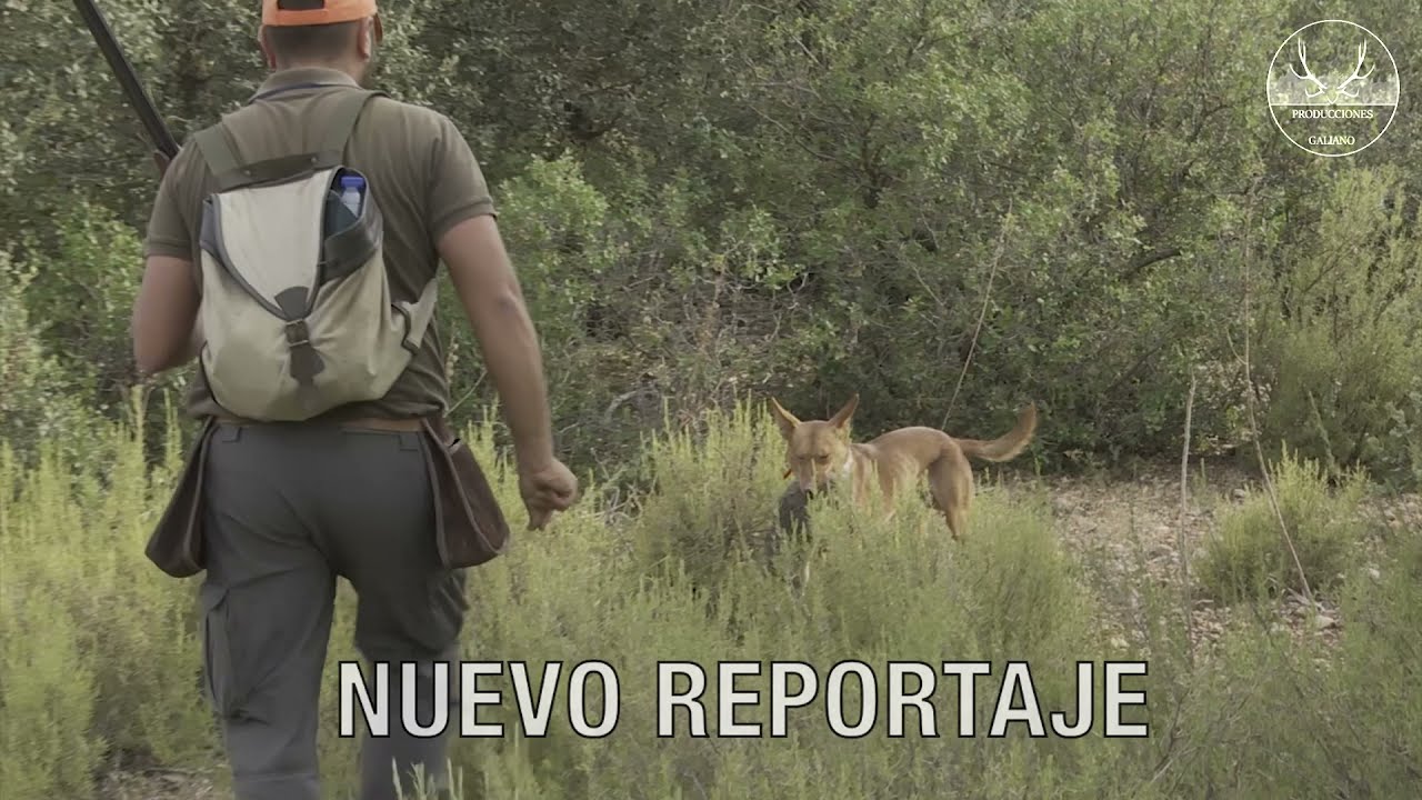 PROMO DESCASTE DE CONEJOS CON PERROS | FINCA TASONERAS