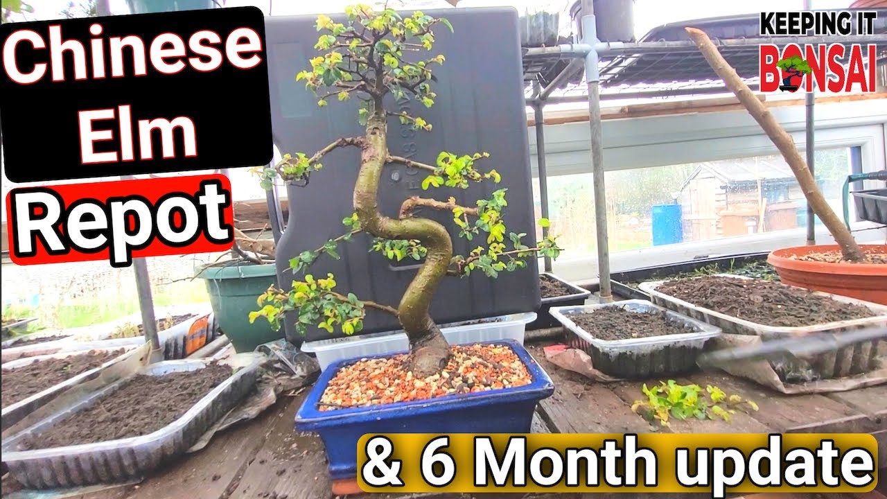 First Chinese Elm Bonsai Repot and a 6 month update on what I've Been upto