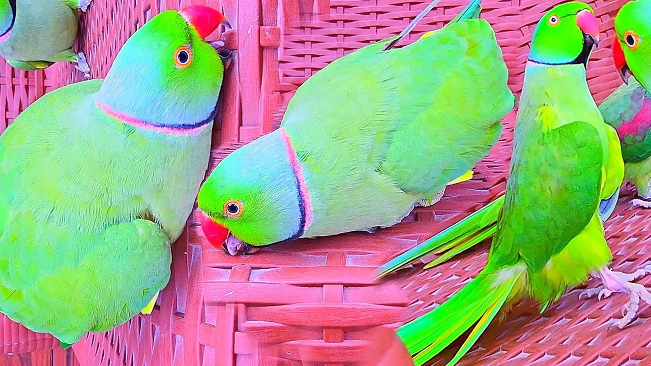 Funny Indian Parrot MAX🎀🥀