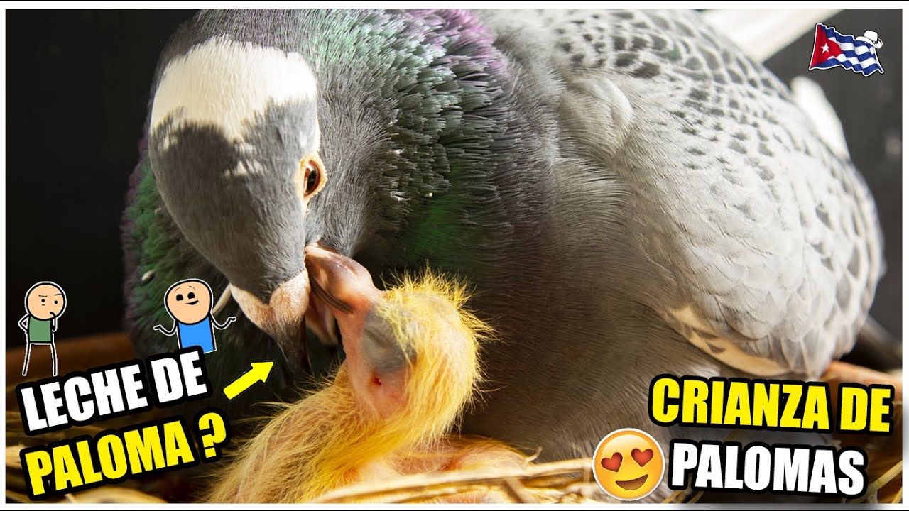 Campos de Cuba. Vida Cotidiana del Cubano. Como El Cubano CRIA PALOMAS en CUBA. el zaceta