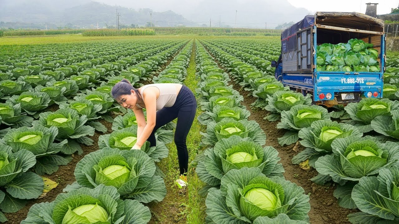 采摘全縣村民種植的最美卷心菜！運回去賣得火爆，農家樂土產讓你愛不釋手 #农村生活 #乡村建造 #农家美食 #农场日常 #乡村致富