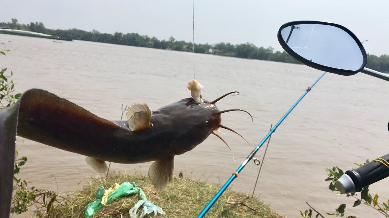 ĐI CÂU CÁ NGÁT, CÁ ÚC SÔNG CẦN GIUỘC (TÂN TẬP - LONG AN)