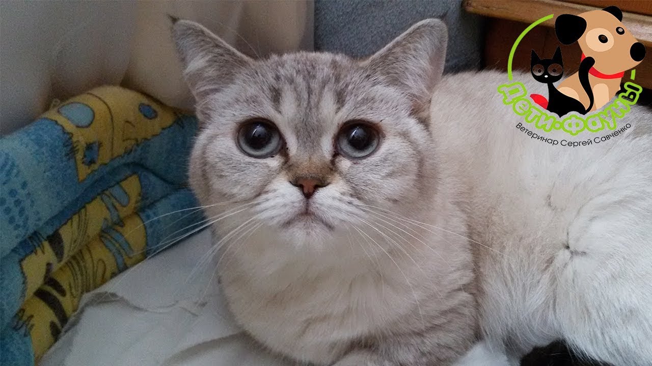 Чем болеют кошки шотландской породы? 5 частых заболеваний