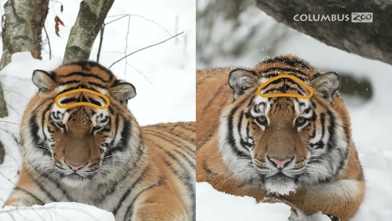 Getting to Know Lewis & Clark | Amur Tigers