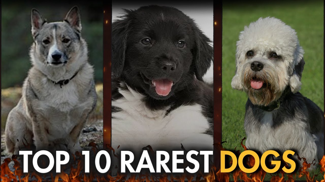 Top Ten Rarest Dog Breeds In The World! Have You Heard Of These Doggos?