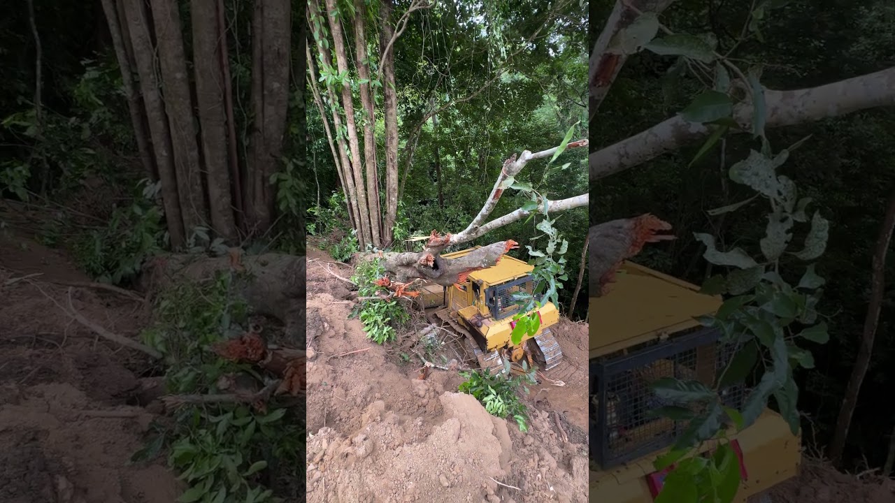 D6R XL Bulldozer at the Oil Palm Land Clearing Project