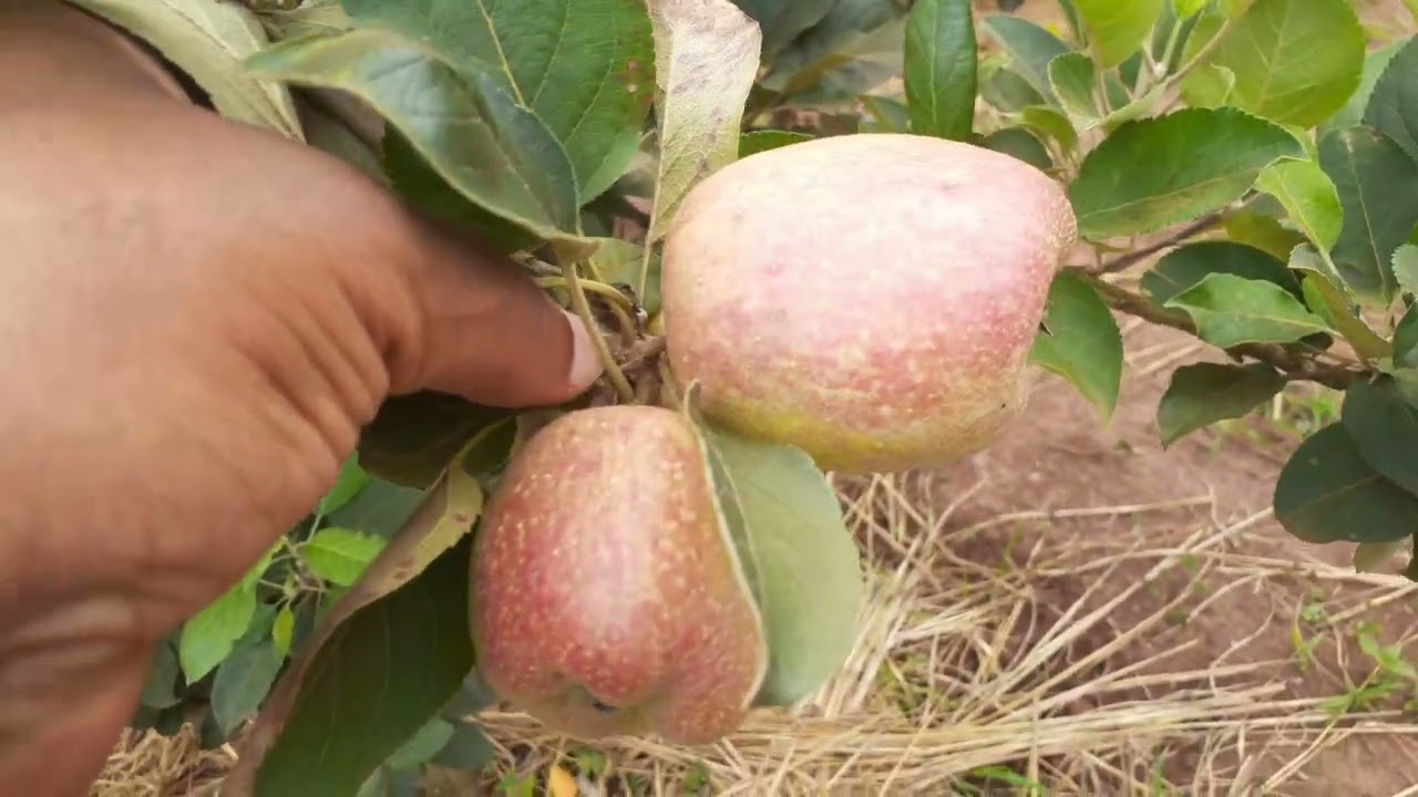 Imirimo ikorwa kuva uhinze pomme kugeza ku isarura.Eng.Ally,Phone:0788549685