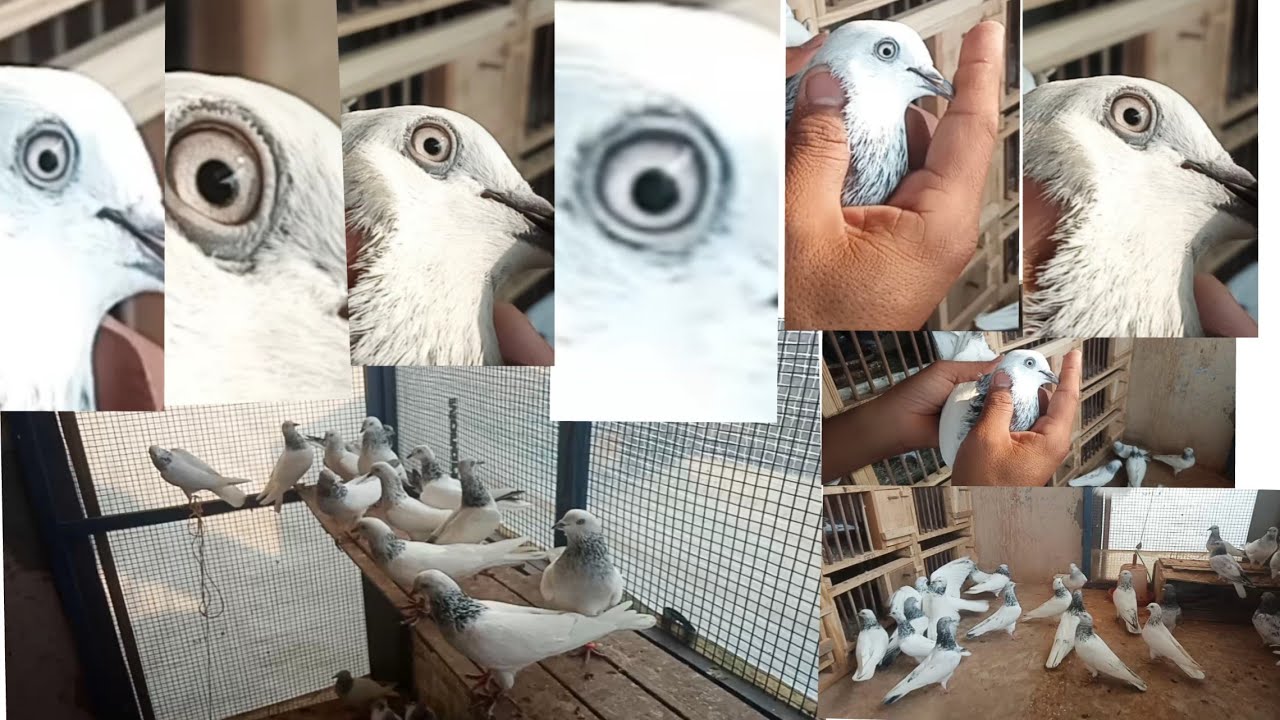 Gourav bhai ke dewbandi fikke high flyer pigeons by Shadab Malik,