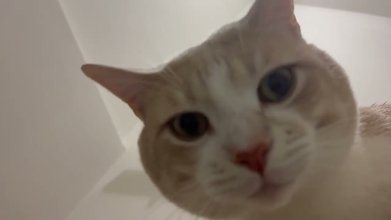 Hide & Seek With My 7 Year Old Cat