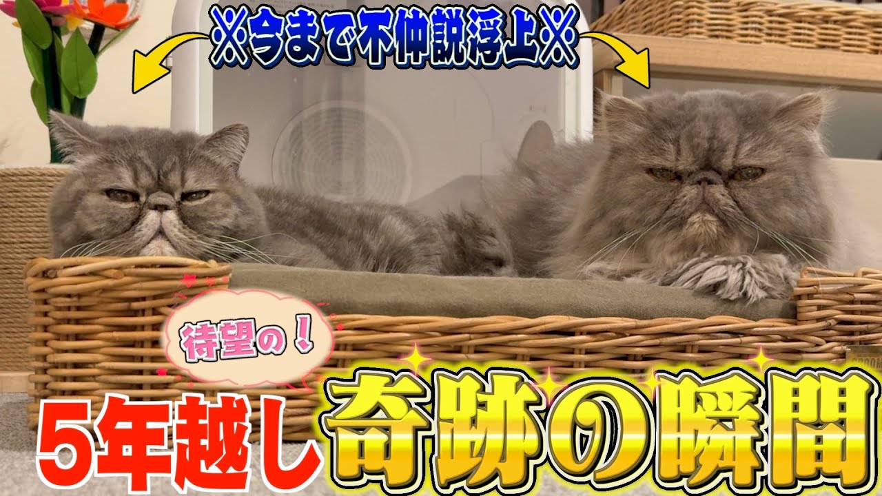 【感動】5年間一度も一緒に寝たことない兄弟猫がついに…!!?