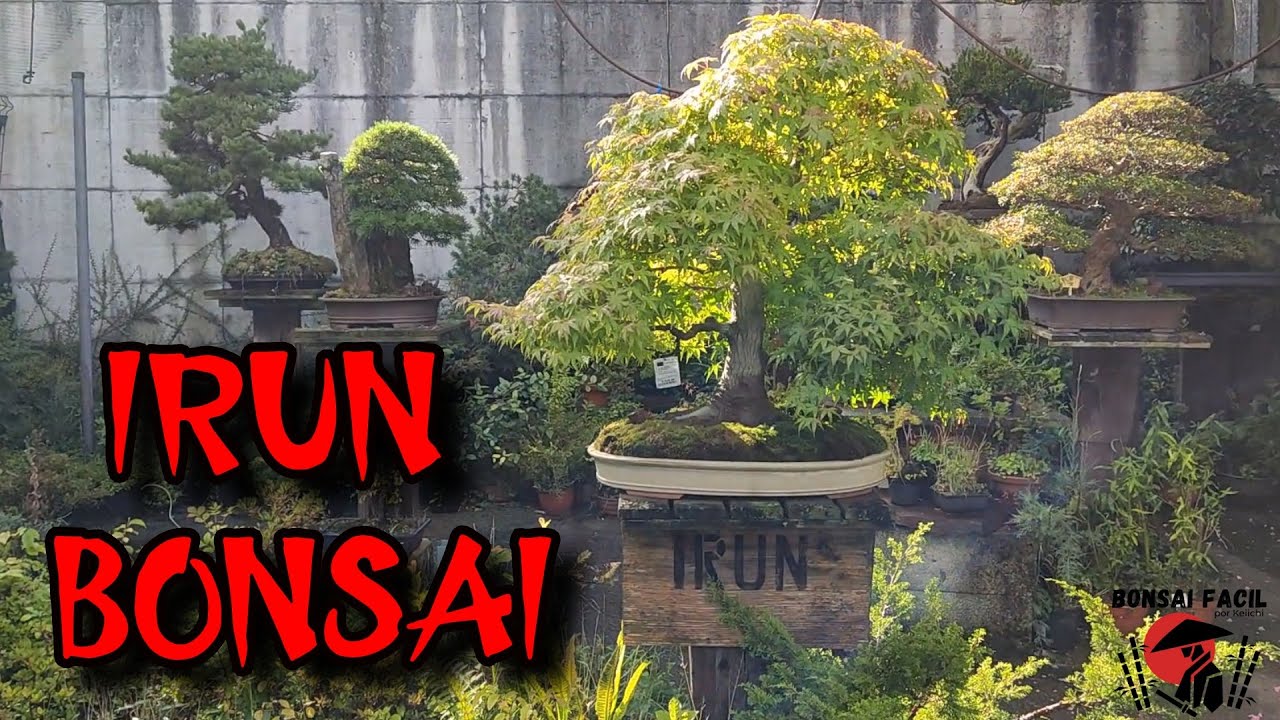 Visita a Irun Bonsai - Bonsai Facil  @IrunBonsai @lasgafasdelbonsai8001 me recuerda a Japon!