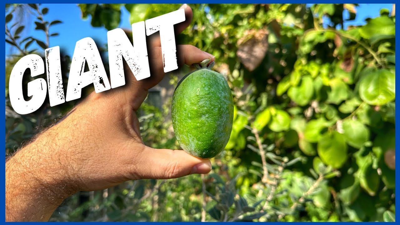 Giant Pineapple Guava Fruit 🍉 (Feijoa)