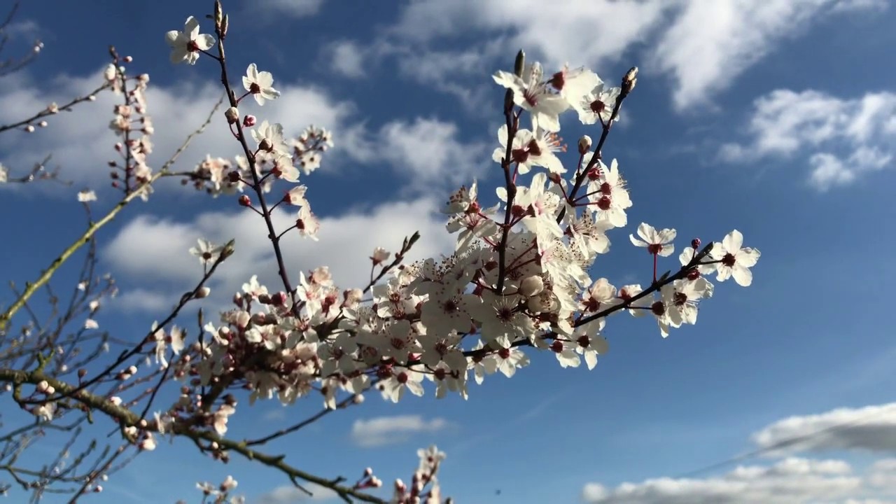 Tavasszal álmukból ébrednek a fák - Gyulai Erzsébet. /Magyar Nóták/
