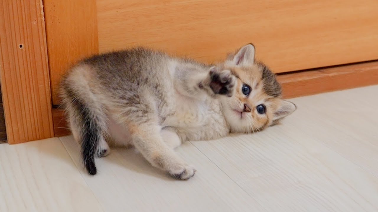It was so cute how the kitten got tired and laid down immediately after running at full speed.