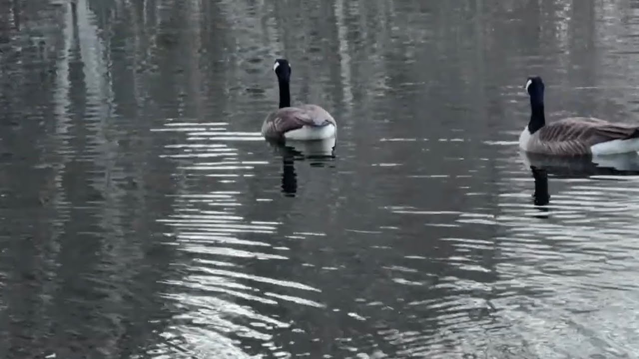 Geese on January  20, 2026