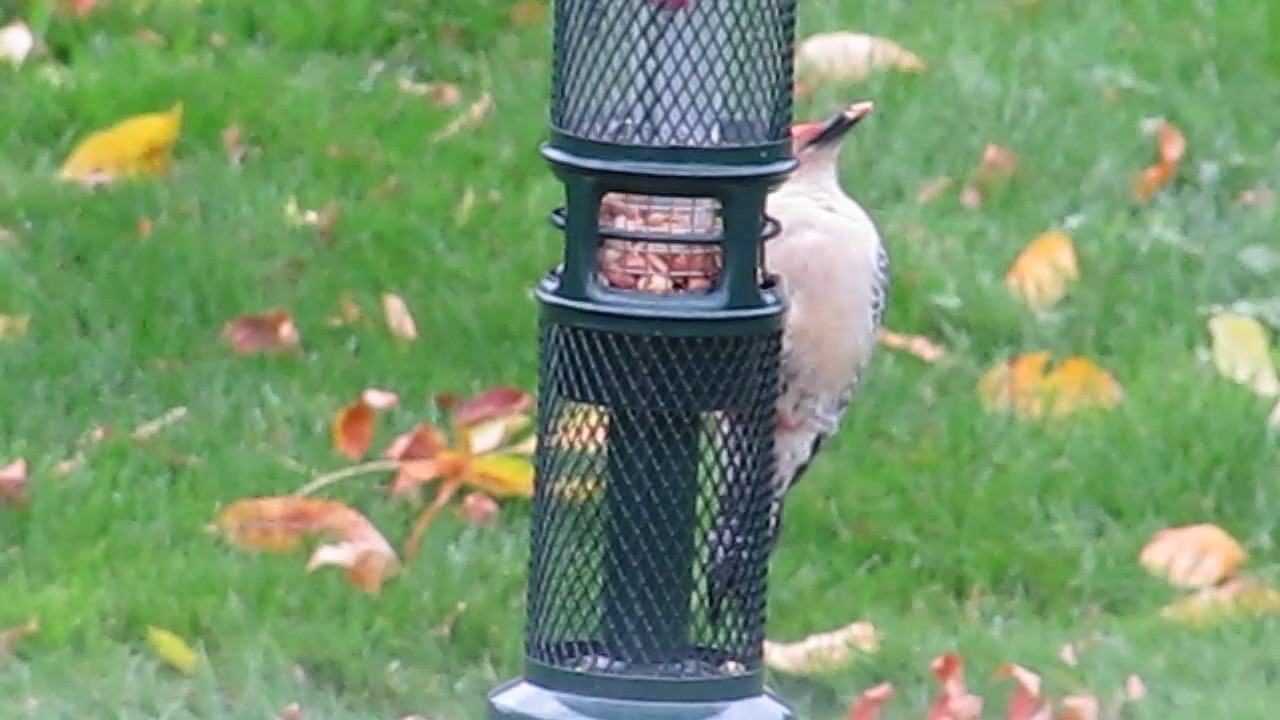 My new Squirrel Buster Bird feeder