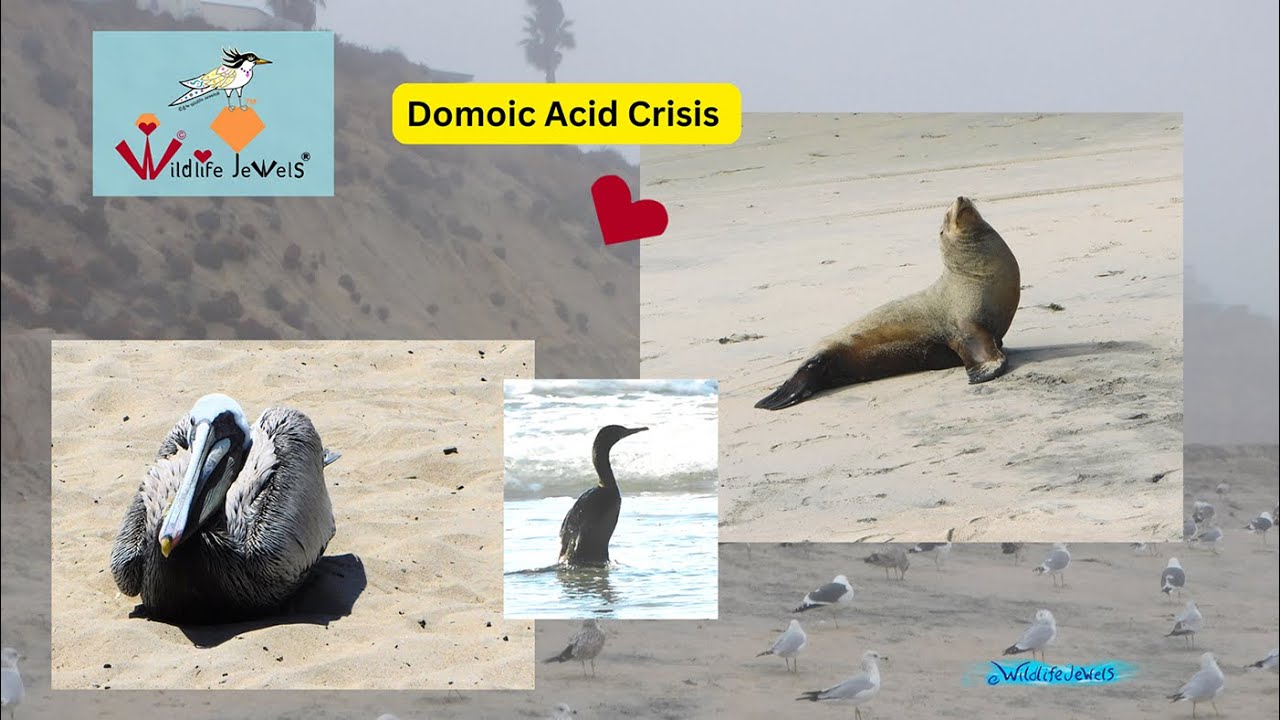 Sea Lions and Seabirds are in Crisis: Domoic Acid Poisoning