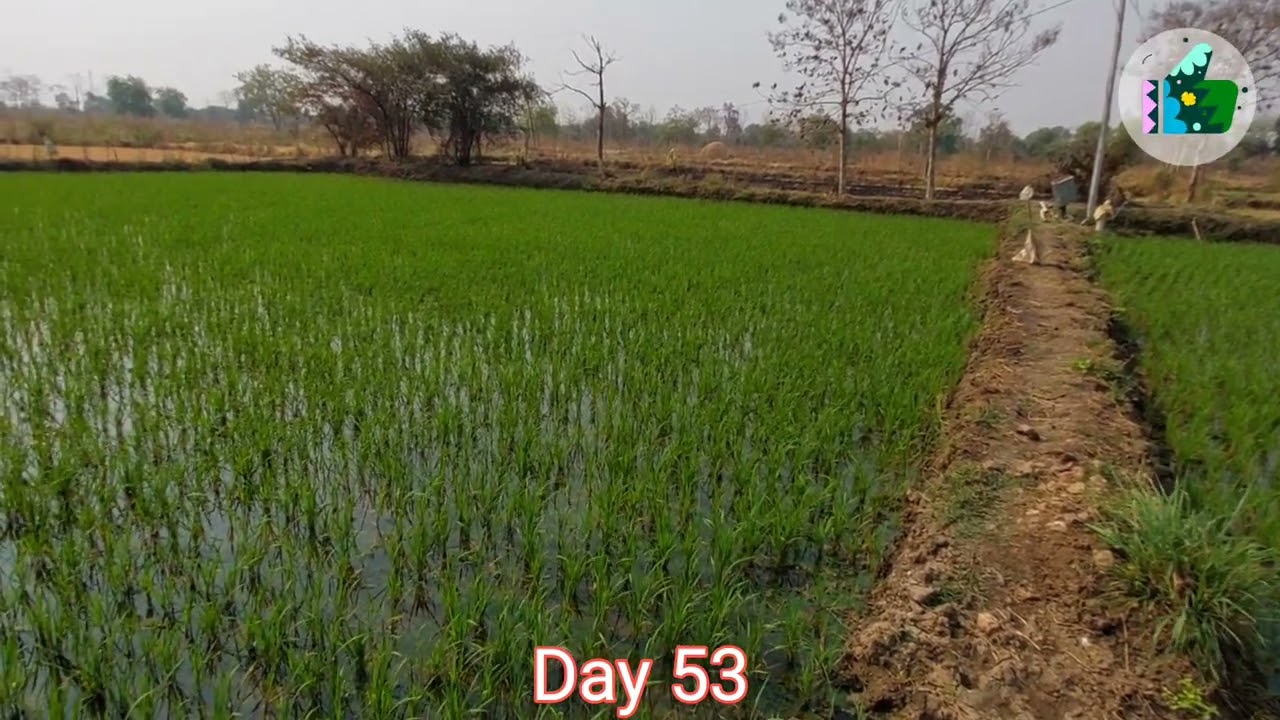 2025 Rice Farming Journey: From Seed to Harvest Day 53