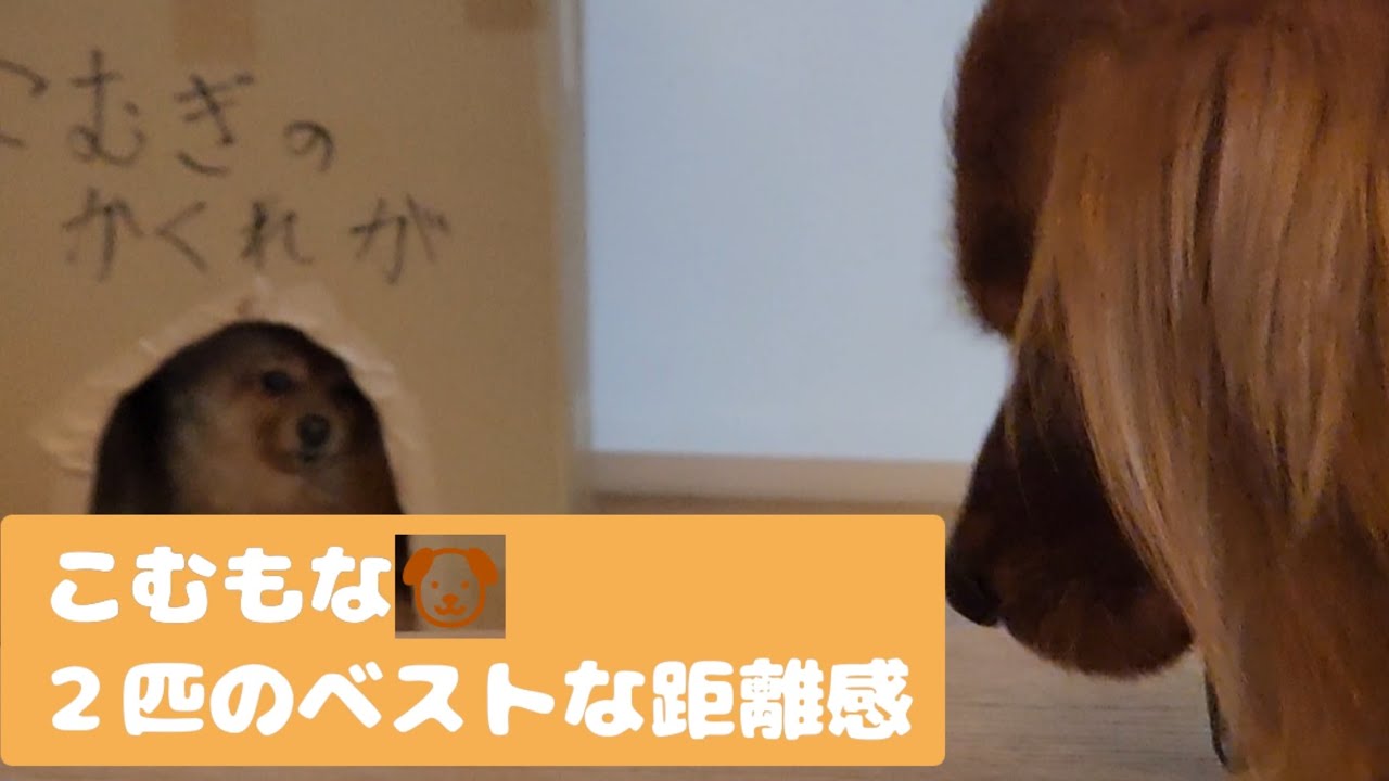 こむもな🐶２匹のベストな距離感(ポメラニアン&ゴールデンレトリバー)