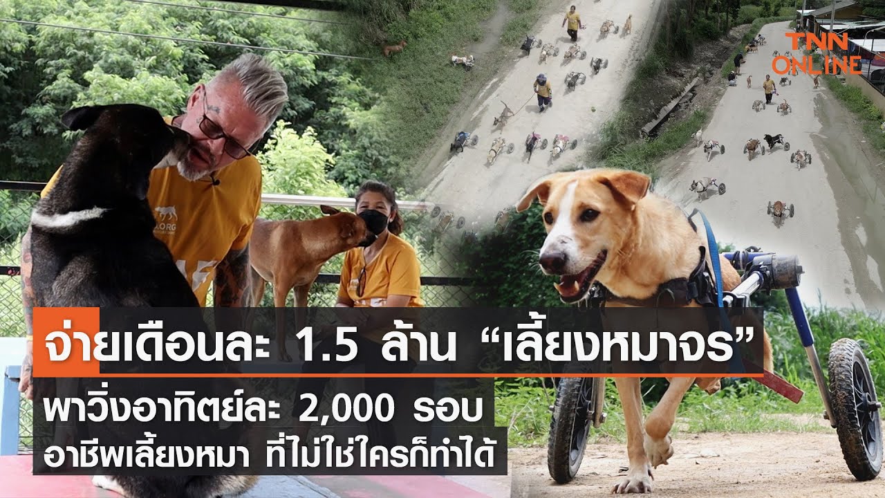 จ่าย 1.5 ล้านต่อเดือนเพื่อเลี้ยงหมาจรพาหมาวิ่งทุกวันรวมอาทิตย์ละกว่า 2,000 รอบ l TNN Online