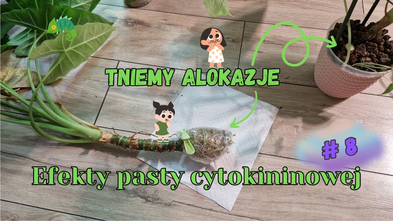 Efekty pasty cytokininowej #8 Tniemy Alokazje ! ✂😲🥴