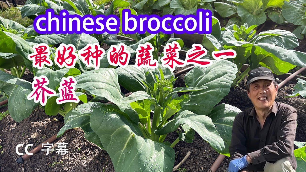 庭院 芥蓝种植之道：growing chinese broccoli 关键在于种植温度、时机、季节和种植间距的精心把握，芥兰菜多收好几茬！カイラン