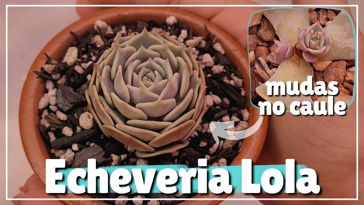 Plantando Echeveria Lola decapitada + atualização cuia de Lolas da minha mãe e muitas mudas 🥰