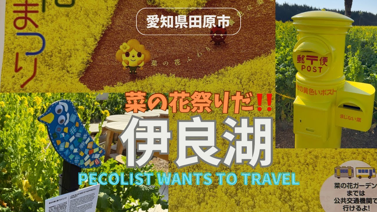 【伊良湖 菜の花まつり🌼】ペコリスト旅に出る‼️想像以上❗️春の渥美半島を見てきた‼️#渥美半島 #菜の花畑 #愛知 