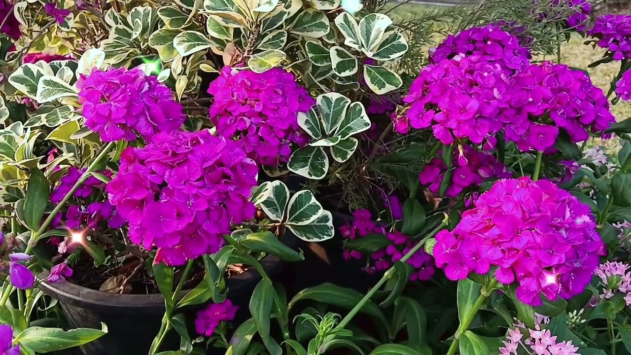 BLOOM BEAUTIFULLY