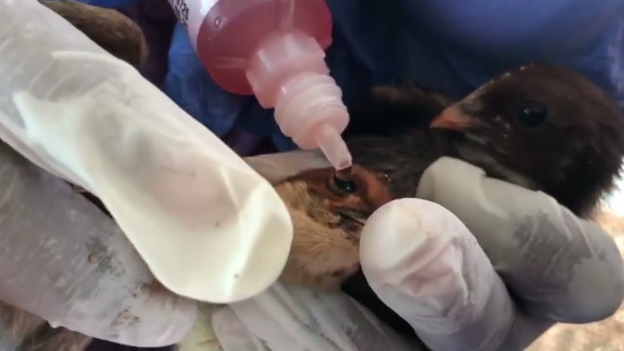 GTPN TRADERS | GTPN FARM | 🐣 Second Vaccine (IBD) for 300+ Chicks 🐣