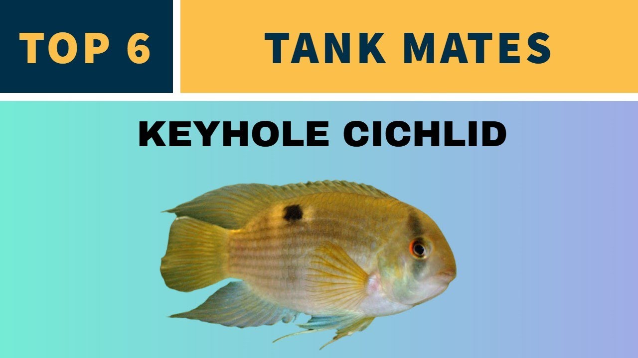 KEYHOLE CICHLID TANK MATES