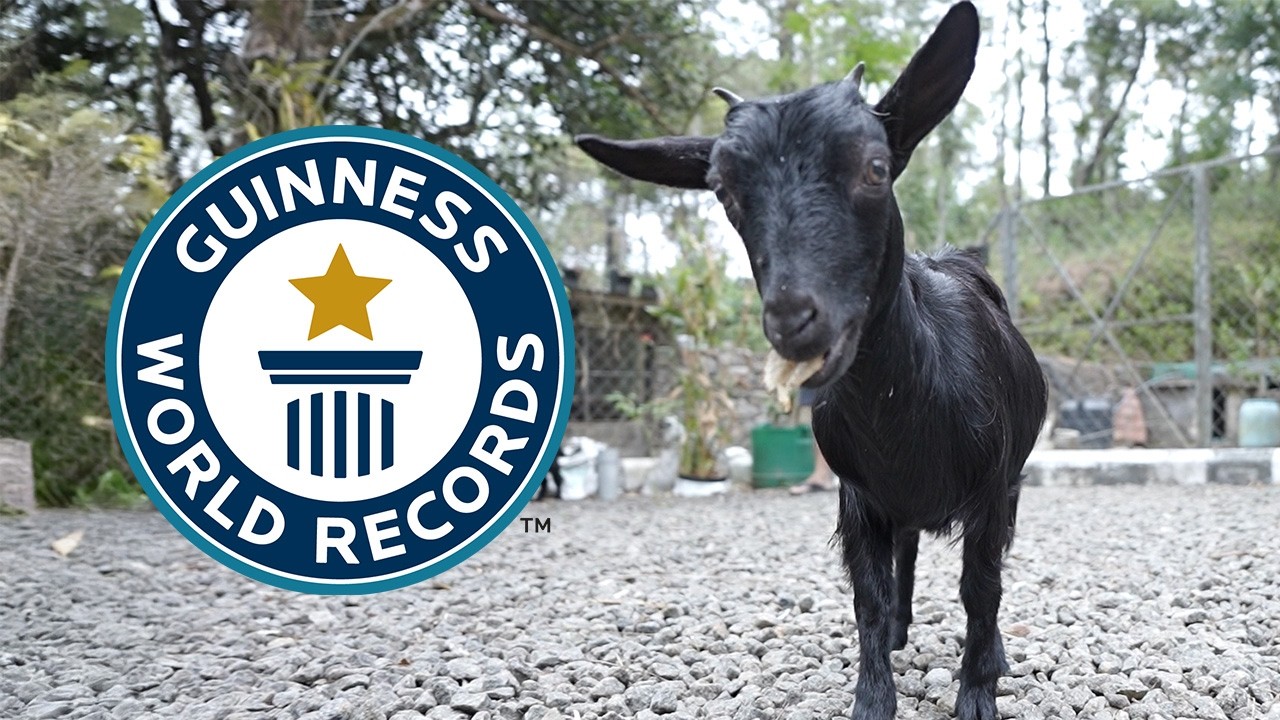 Meet The World's Shortest Goat - Guinness World Records